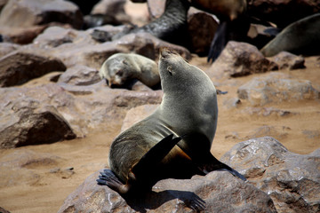 Seal © Anna
