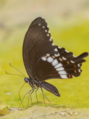 Papilio polytes, the common Mormon (Papilio polytes romulus) feeding on the ground with green nature blurred background.