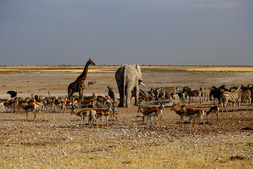 Fototapeta na wymiar Etosha Park Namibia