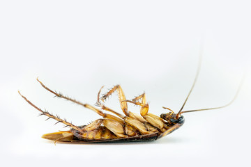 Brazilian cockroach killed on white background. Dead insect photograph in high resolution. Insect...