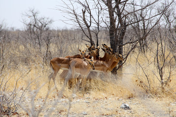 Impalas Etosha Park Namibia
