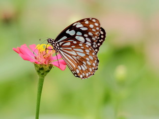 Parantica agleoides, the dark glassy tiger (Parantica agleoides agleoides) feeding on nectar pollen of red flower with green nature blurred background.