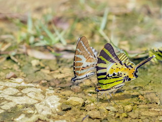 Five Bar Swordtail Butterfly (Pathysa antiphates itamputi) feeding salt on ground with nature blurred background.