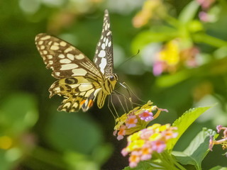 Lime Butterfly (Papilio demoleus malayanus) feeding nectar flower with green nature blurred background.