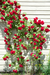 Red Roses by The House