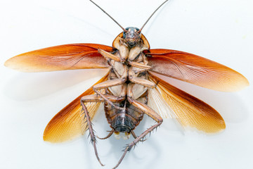 Brazilian cockroach killed on white background. Dead insect photograph in high resolution. Insect and common pest of Brazil.