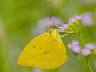 Catopsilia scylla, the orange migrant or orange emigrant (Catopsilia scylla cornelia) feeding on pink nectar flowers.