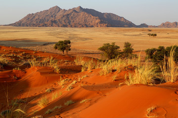 Namibia desert - obrazy, fototapety, plakaty