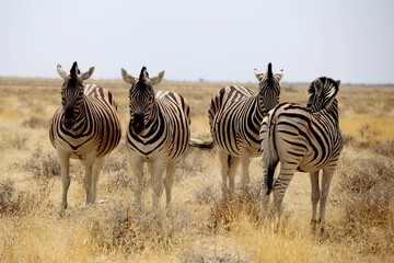 Fototapeta na wymiar Zebras Etosha Park Namibia