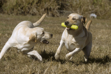 Labrador Retriever