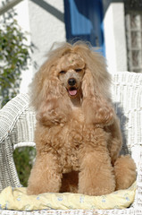 Poodle