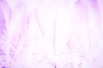 Beautiful textures abstract color white purple and pink feathers background and wallpaper