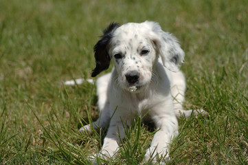 English Setter