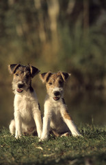 Fox Terrier