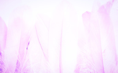Beautiful textures abstract color white purple and pink feathers background and wallpaper