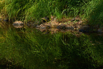 Fototapeta na wymiar Green summer grass reflected in the water of Nehalem River. USA Pacific Northwest.