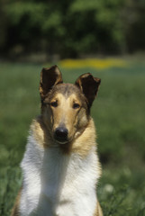 Scotch Collie