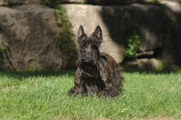 Scottish Terrier