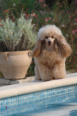 Poodle