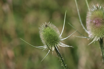 distel