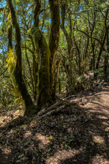 Relict forest on the mountain range of the Garajonay National Park. Giant Laurels and Tree Heather along narrow winding paths. Paradise for hiking. Vertical. La Gomera, Spain.