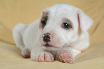 Jack Russell Terrier