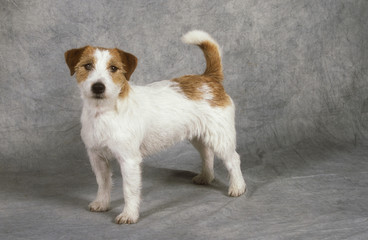 Jack Russell Terrier