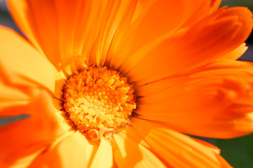 Extreme close-up on a Calendula flower (Marigold)