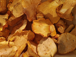 close up of chanterelle mushrooms, background of freshly cleaned delicious mushrooms, top view