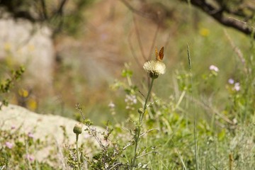 butterfly on thistle