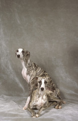 Whippet