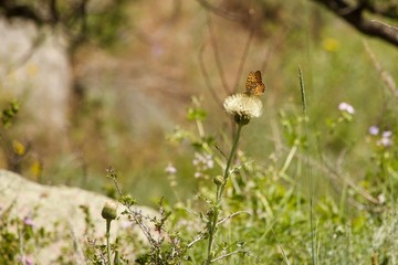 butterfly on thistle