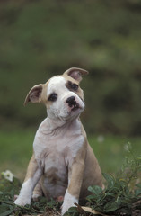 American Staffordshire Terrier