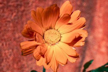 Artistic view of a Calendula flower (Marigold) on a painted colourful background