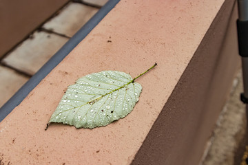 A leaf fallen from the wind lies on the parapet with drops of warm rain. Macro, close-up, selective...