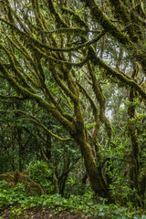 Relict forest on the slopes of the oldest mountain range of the island of Tenerife. Giant Laurels and Tree Heather along narrow winding paths. Paradise for hiking. Travel postcard. Canary Islands.