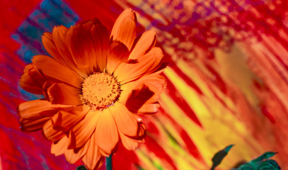 Artistic view of a Calendula flower (Marigold) on a painted colourful background
