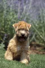 Soft Coated Wheaten Terrier