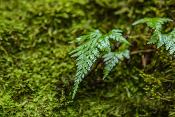 Raindrops on the green leaves of a fern. Macro, close-up, selective focus. Relict forest on the slopes of the oldest mountain range of the island of Tenerife. Paradise for hiking. Canary Islands