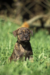 Staffordshire Bull Terrier