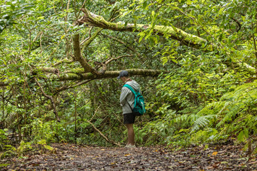 A young traveler in the relic forest. Slopes of the ancient Anaga mountain range on the island of Tenerife. Giant laurels and heather tree along narrow winding paths. Paradise for hiking. Canary.