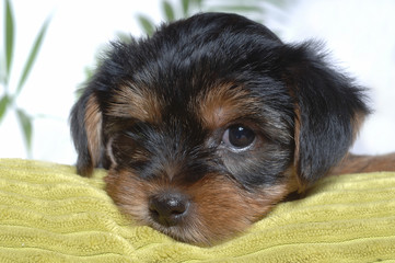 Yorkshire Terrier