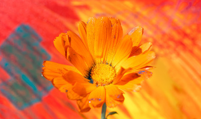 Artistic view of a Calendula flower (Marigold) on a painted colourful background