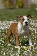 American Staffordshire Terrier