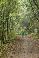 Fototapeta premium A young traveler in the relic forest. Slopes of the ancient Anaga mountain range on the island of Tenerife. Giant laurels and heather tree along narrow winding paths. Paradise for hiking. Canary.