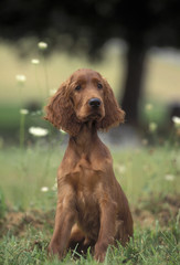 Irish Setter