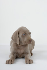 Weimaraner
