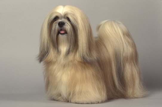 Apso lhasa Lhasa Apso