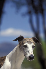 Whippet