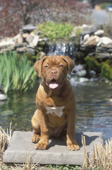 French Mastiff